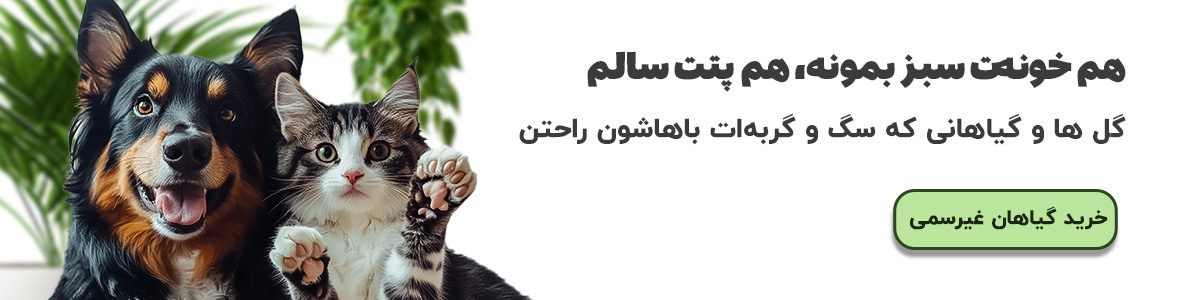 خرید انواع گل و گیاه آپارتمانی غیرسمی برای حیوانات خانگی و پت فرندلی از گلفروشی آنلاین سولین بازار